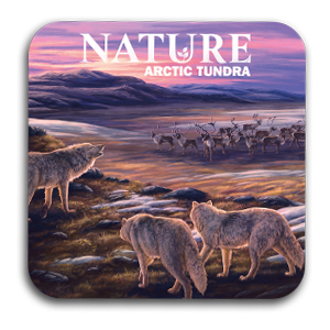 Nature - Tundra